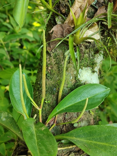 Baby Rubber Plant