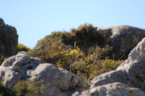 Avistamiento Saxicola rubicola