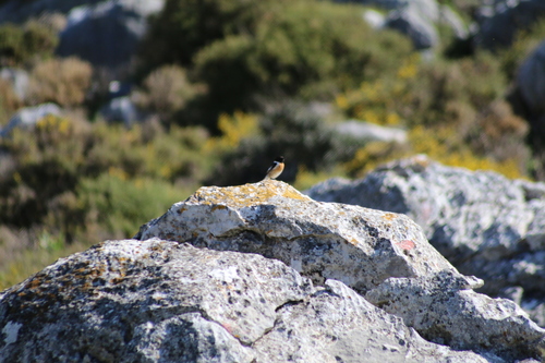 Avistamiento Saxicola rubicola
