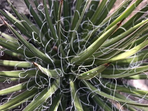Medium