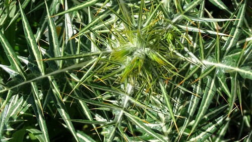 Galactites duriaei