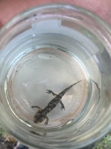 Avistamiento Salamandra común (Sierra Nevada)