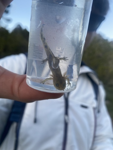 Avistamiento Salamandra común (Sierra Nevada)