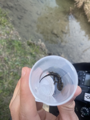 Avistamiento Salamandra común (Sierra Nevada)