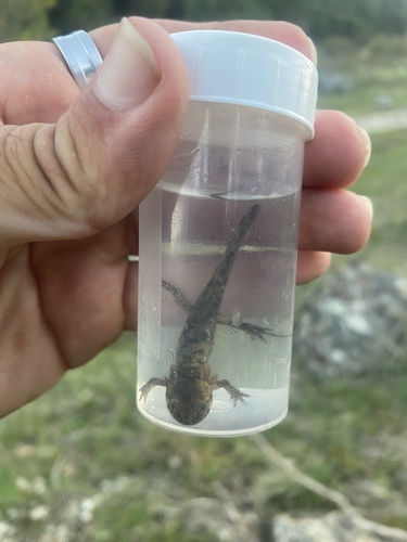 Avistamiento Salamandra común (Sierra Nevada)