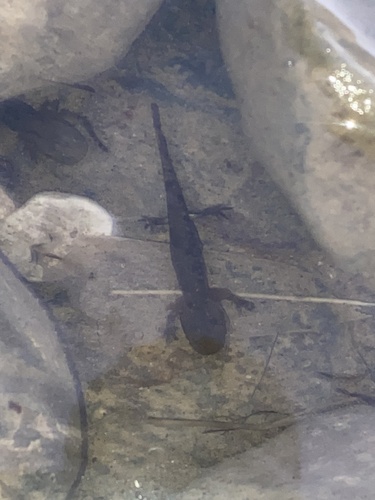 Avistamiento Salamandra común (Sierra Nevada)