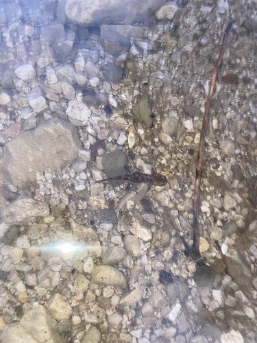 Avistamiento Salamandra común (Sierra Nevada)