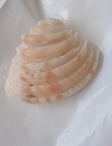 Lirophora paphia