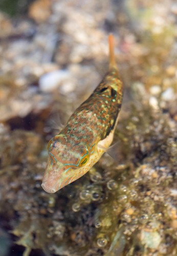 Canthigaster bennetti