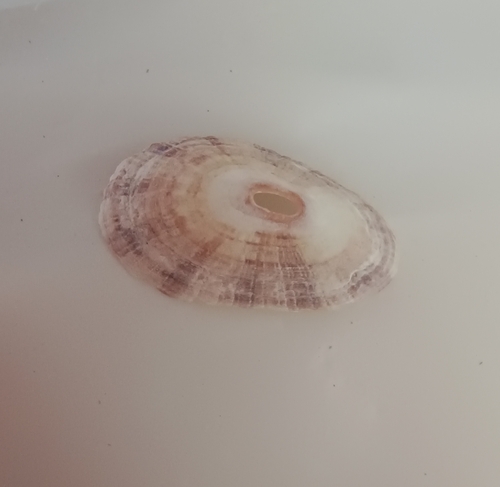 Fissurella itapema