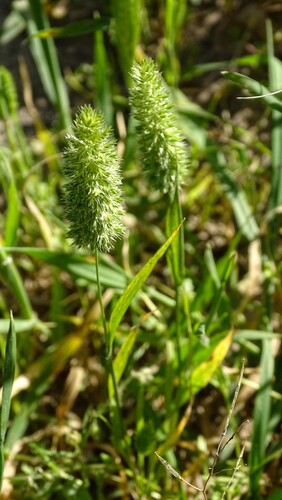 Mediterranean Hair-grass
