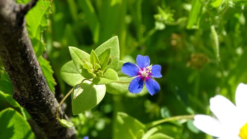 Blue Scarlet Pimpernel