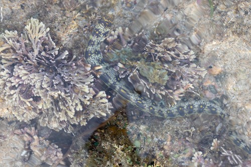 Echidna nebulosa