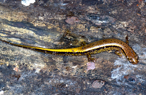 Southern Two-lined Salamander
