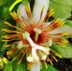 Passiflora pittieri image