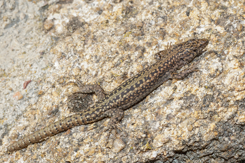 Guadarrama Wall Lizard