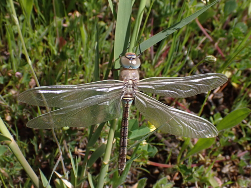 Lesser Emperor