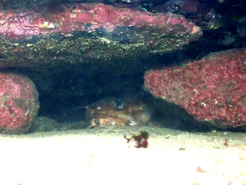 Gaidropsarus vulgaris