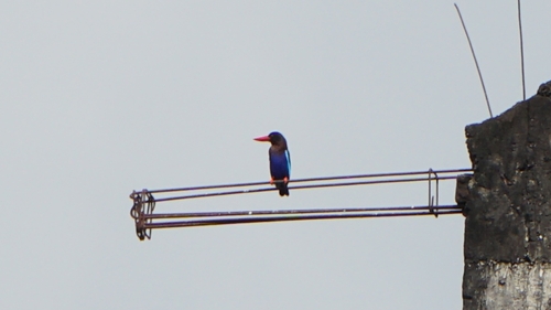 Javan Kingfisher