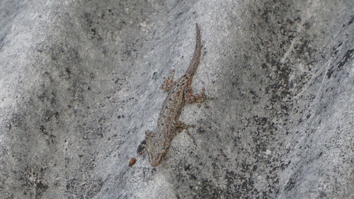 Asian House Gecko