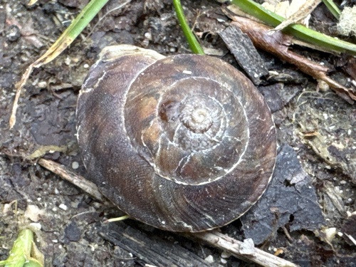 Helicigona lapicida