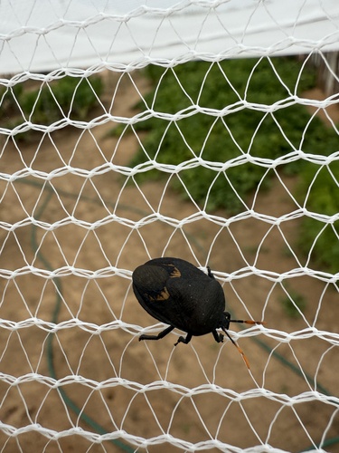 Watermelon Bug