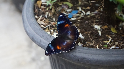 Great Eggfly