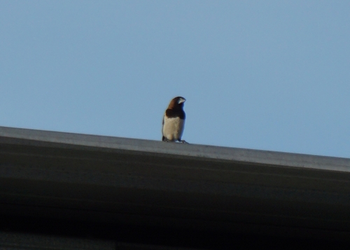 Javan Munia