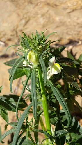 Misopates oranense