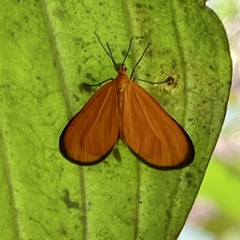 Image of Eudulophasia invaria