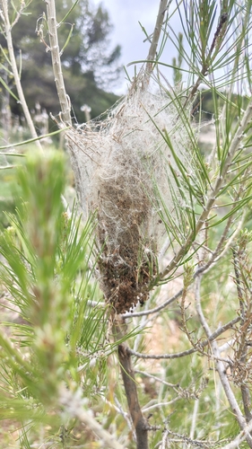 Avistamiento Thaumetopoea pityocampa