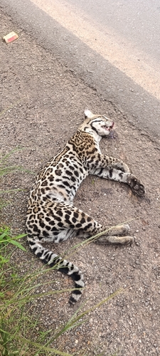 South American Ocelot