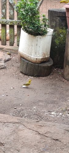 Orange-fronted Yellow-Finch