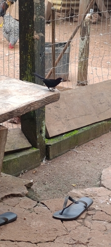 Silver-beaked Tanager