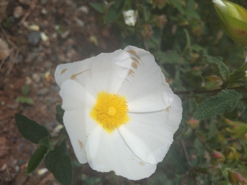 Avistamiento Cistus salviifolius