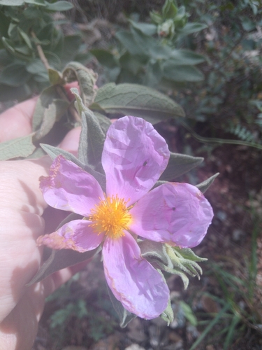 Avistamiento Cistus albidus
