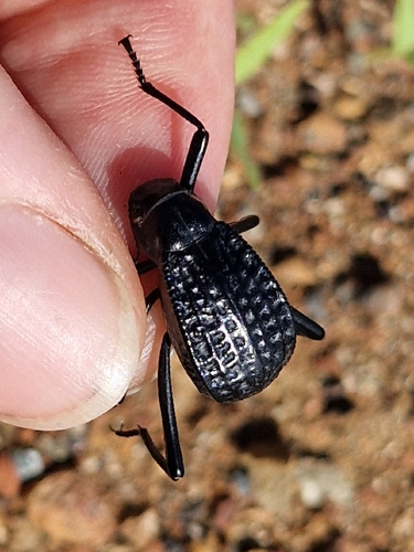 Pitted Beetle
