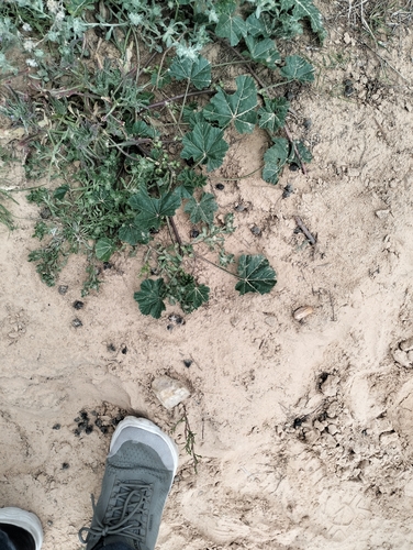 cheeseweed mallow