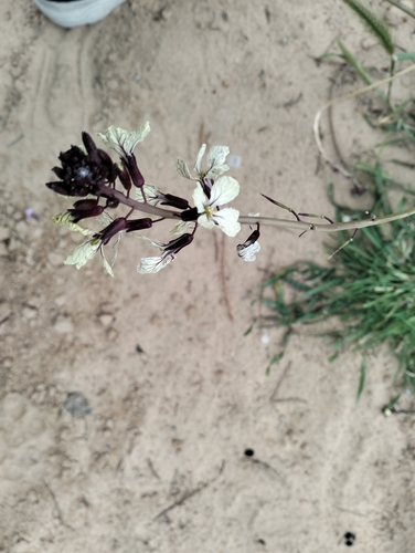 Wild radish