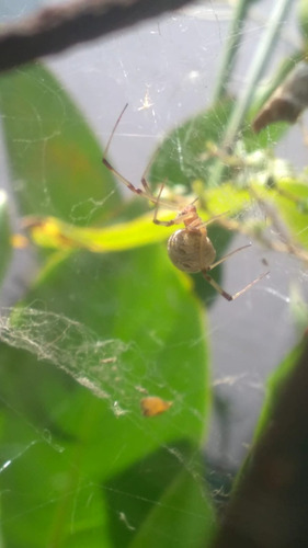 Brown Widow