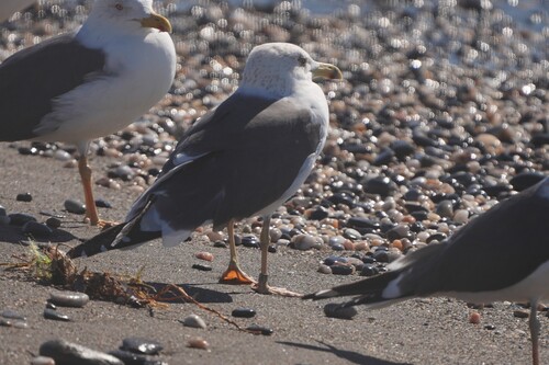 Avistamiento Gaviota Dorsinegra Menor