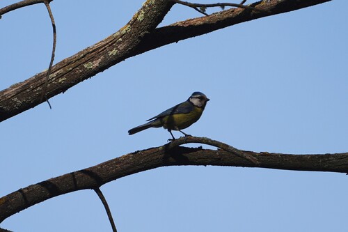 Avistamiento Cyanistes caeruleus