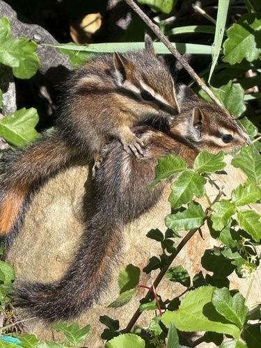Sonoma Chipmunk observed by hicolyer
