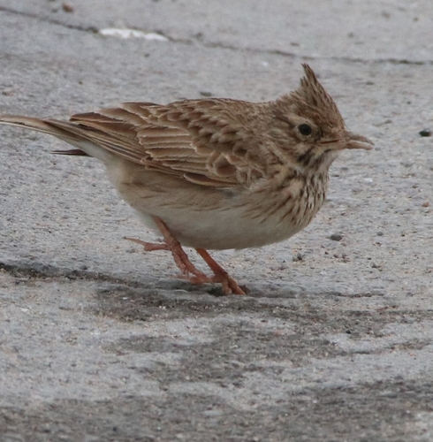 Crested Lark