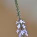 Common Vervain - Photo (c) Ji-Shen Wang, all rights reserved
