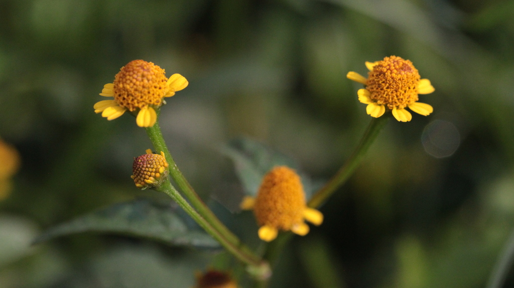 Acmella uliginosa - Marsh Para Cress