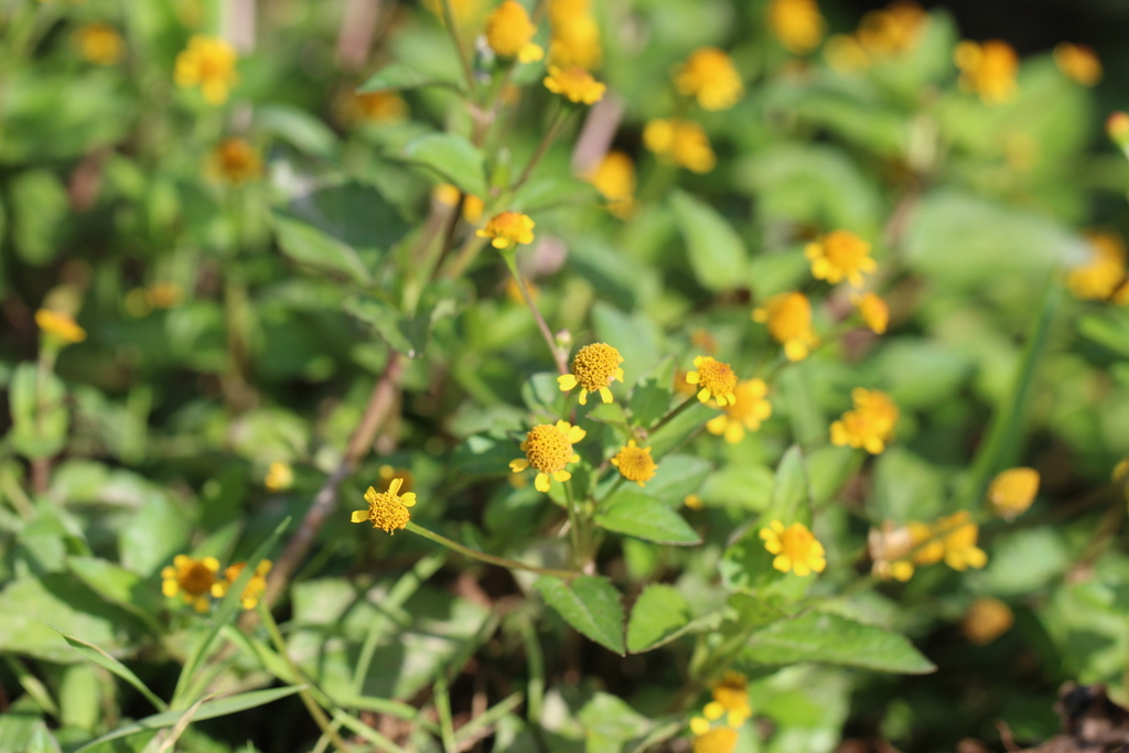 Acmella uliginosa - Marsh Para Cress