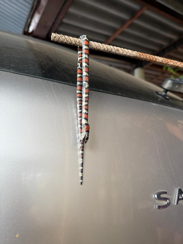 South American Milksnake