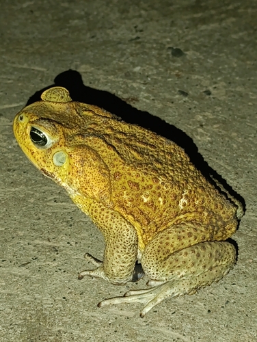 Cane Toad