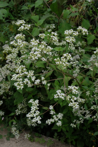 Subespecies Patrinia villosa villosa · NaturaLista Mexico